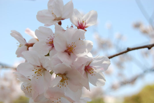 A Spring love story